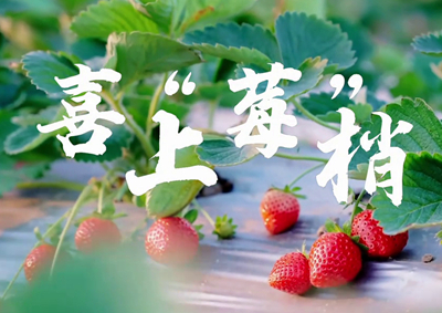 中國電信的信息技術(shù)正成為草莓種植戶拓展銷售、傳播口碑的新農(nóng)具_(dá)400.jpg